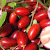 Health Benefits of Eating Miracle Berry